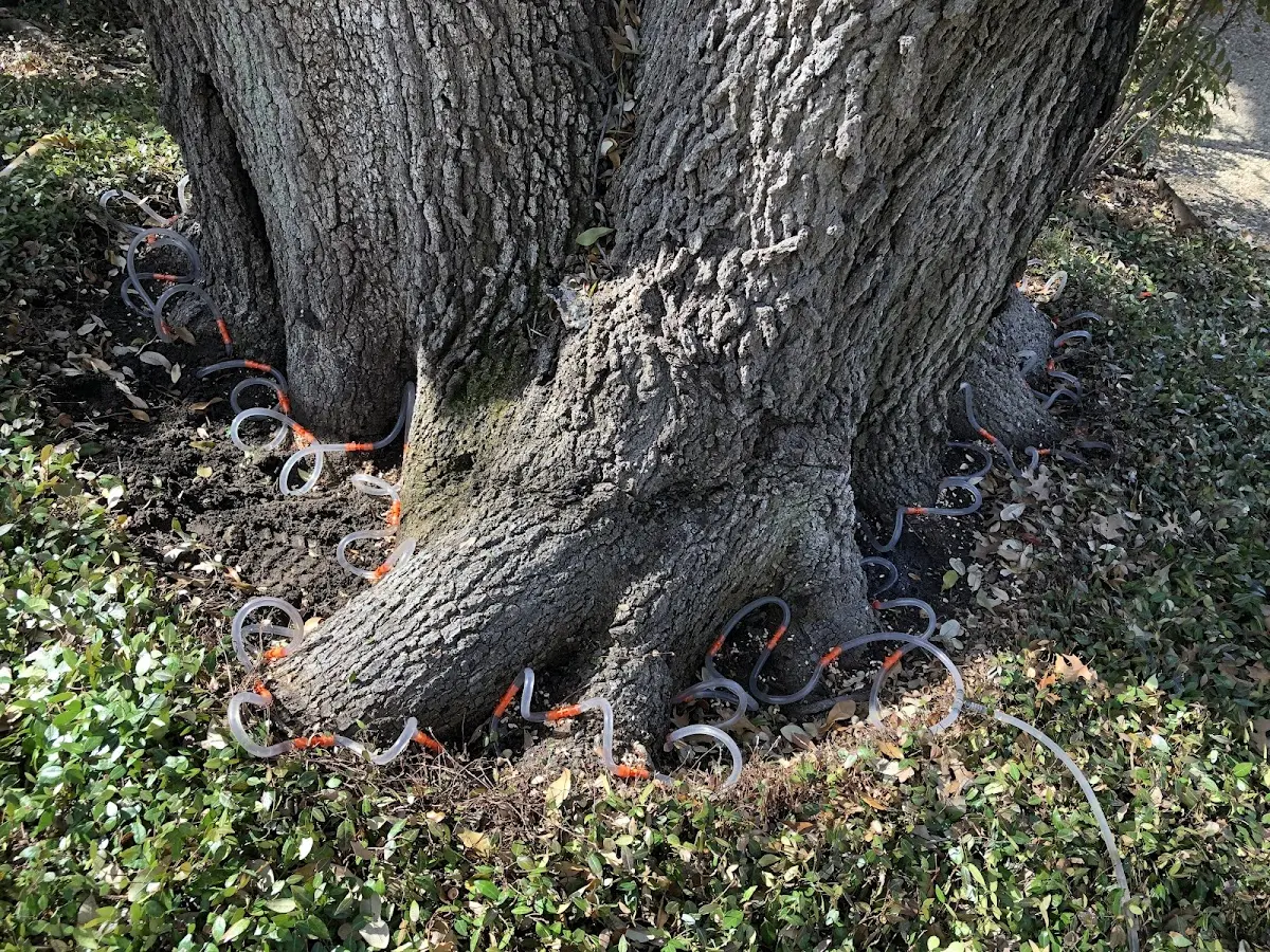 Detailed Tree Cabling and Bracing job site in Rosemary Beach