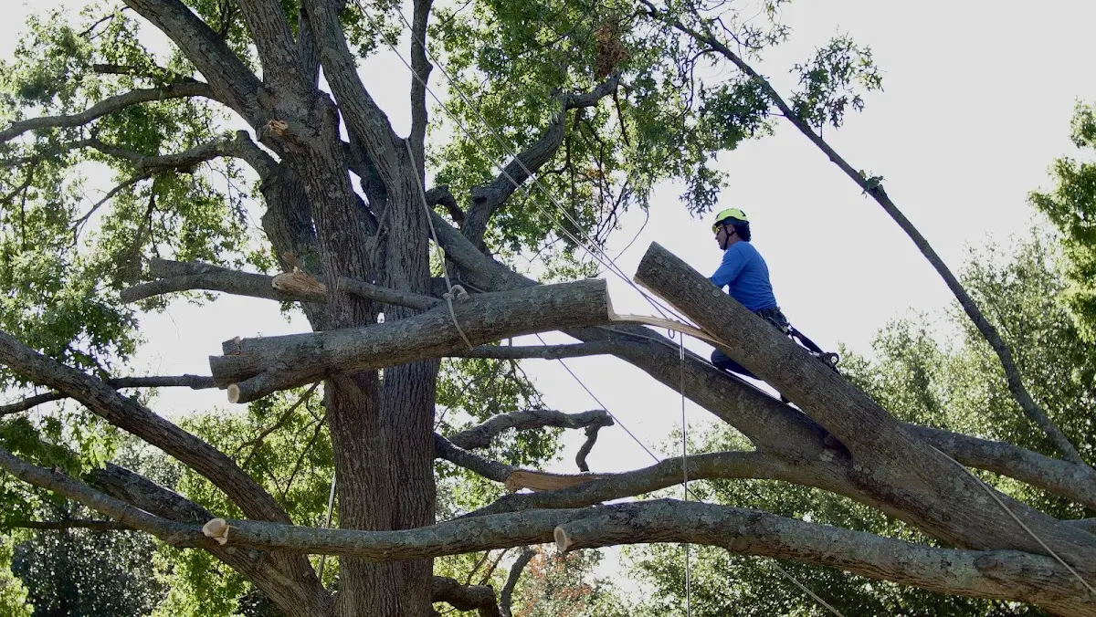 Professional Crown Thinning performed by certified arborists in Rosemary Beach
